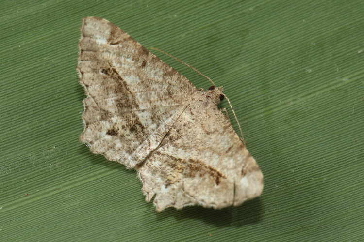 Chiasmia aestimaria: Bild 7