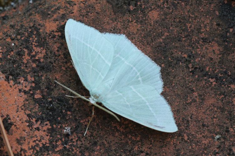 Hemistola chrysoprasaria: Bild 16