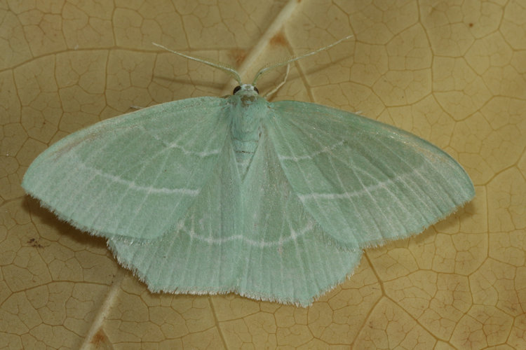 Hemistola chrysoprasaria: Bild 17