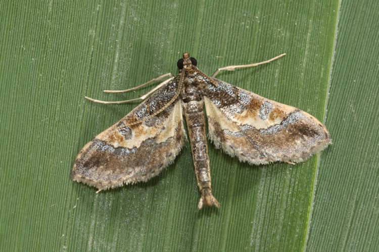 Hydriris ornatalis: Bild 4
