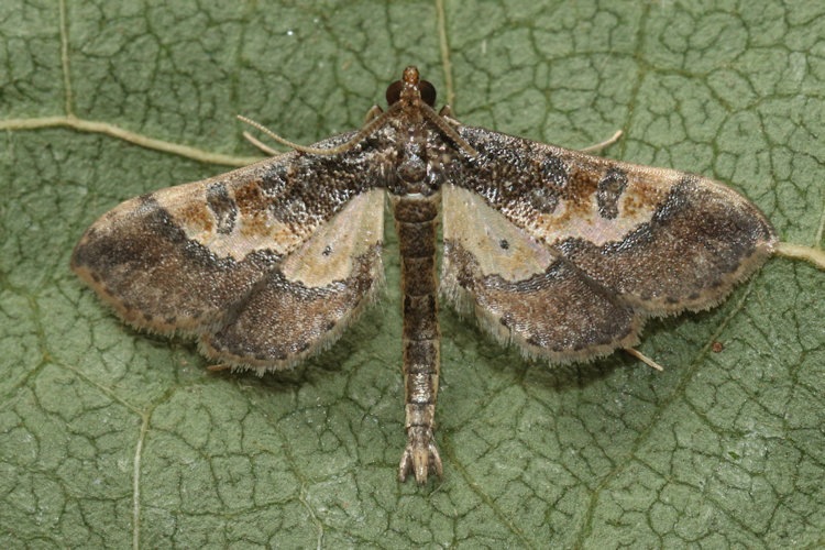Hydriris ornatalis: Bild 5