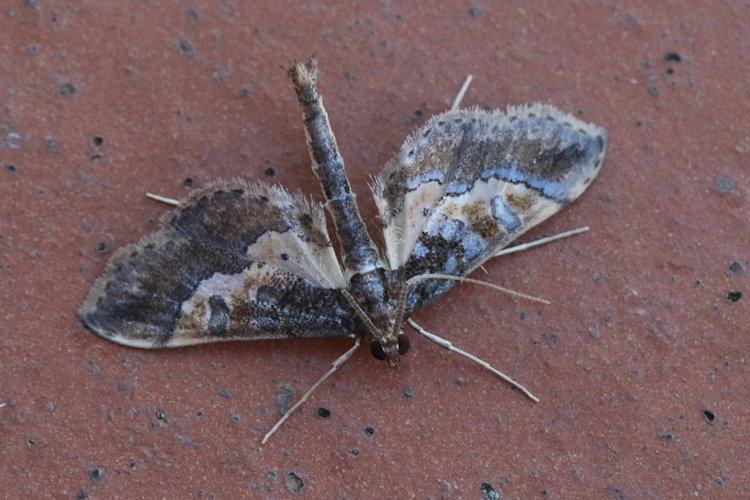 Hydriris ornatalis: Bild 6