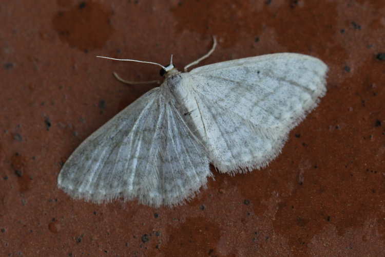 Idaea subsericeata: Bild 24