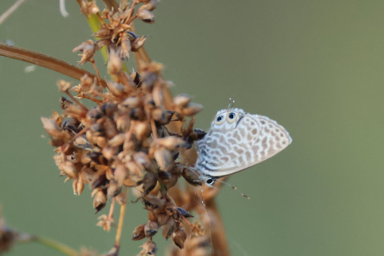 Leptotes pirithous: Bild 17