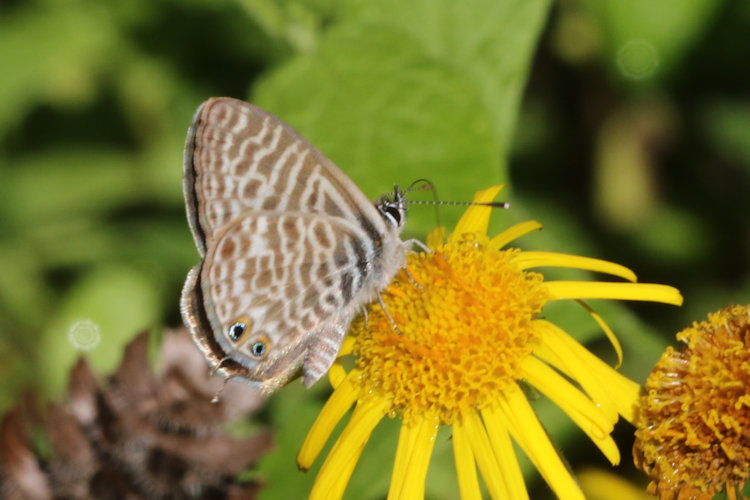 Leptotes pirithous: Bild 18