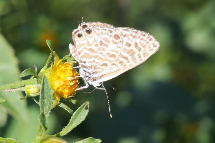 Leptotes pirithous: Bild 19