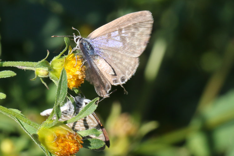 Leptotes pirithous: Bild 2