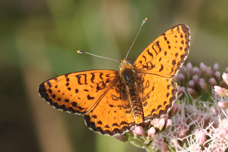 Melitaea didyma: Bild 19