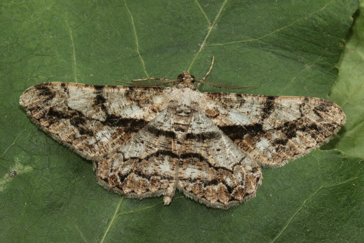 Peribatodes umbraria: Bild 6