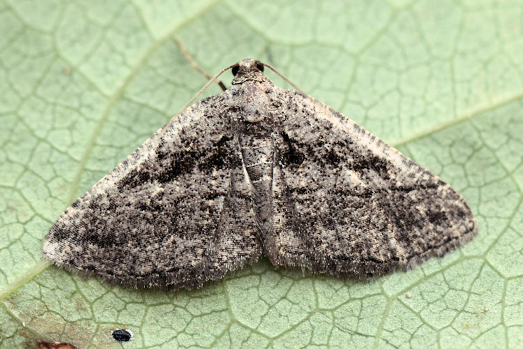 Rhoptria asperaria: Bild 12