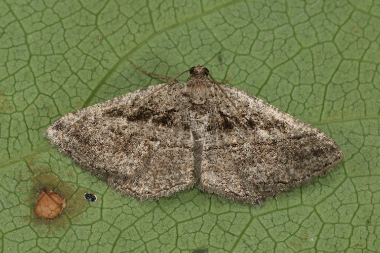 Rhoptria asperaria: Bild 13