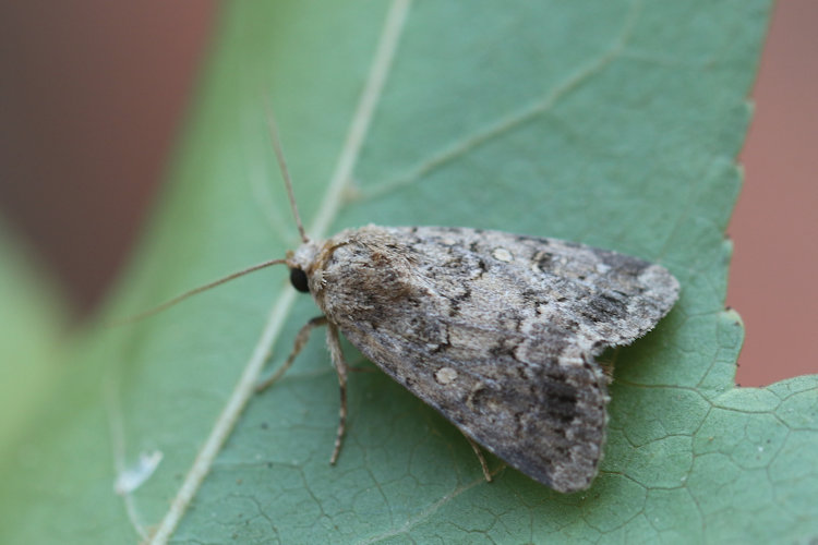 Spodoptera cilium: Bild 8