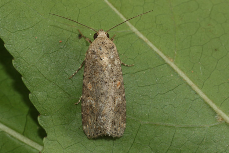 Spodoptera exigua: Bild 11