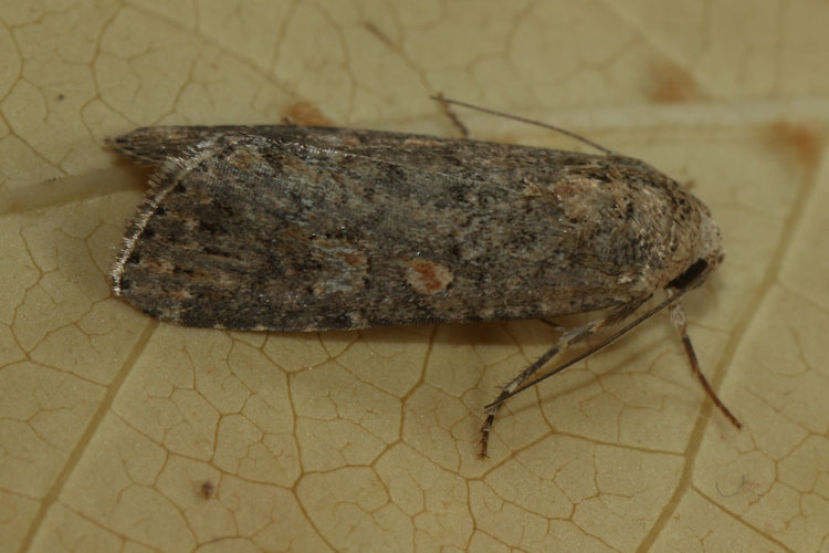 Spodoptera exigua: Bild 12