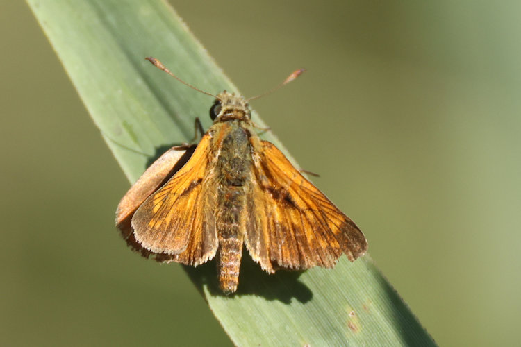 Ochlodes sylvanus: Bild 16