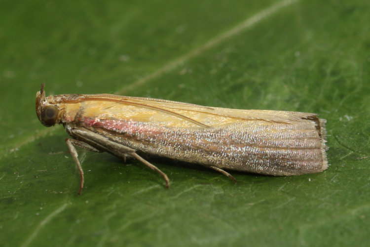 Oncocera semirubella: Bild 10