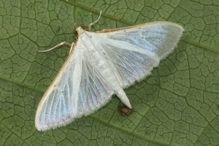 Palpita vitrealis: Bild 16