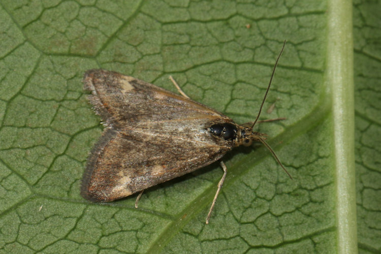Pyrausta despicata: Bild 1
