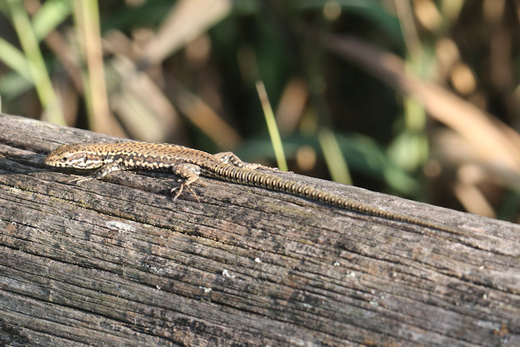 Podarcis muralis: Bild 14