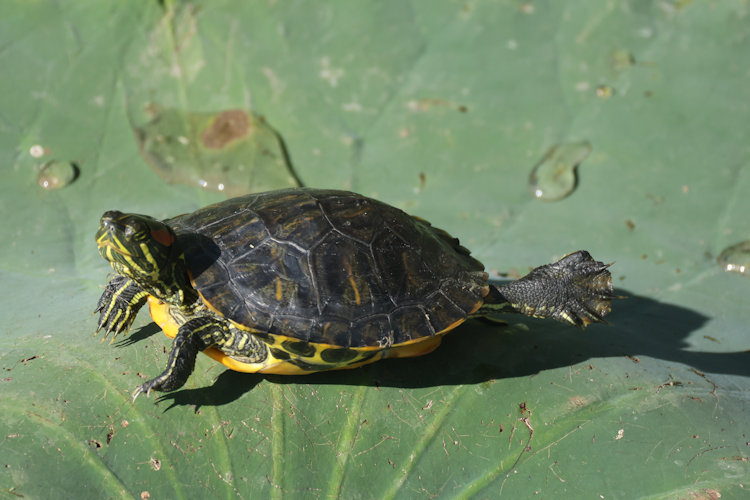 Trachemys scripta elegans: Bild 10