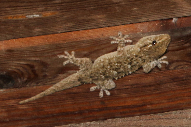 Tarentola mauritanica: Bild 4