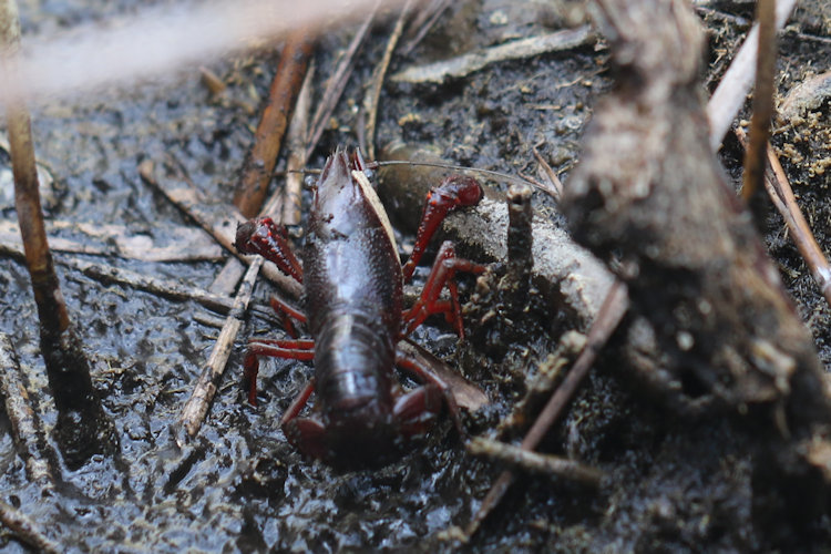 Procambarus clarkii: Bild 7