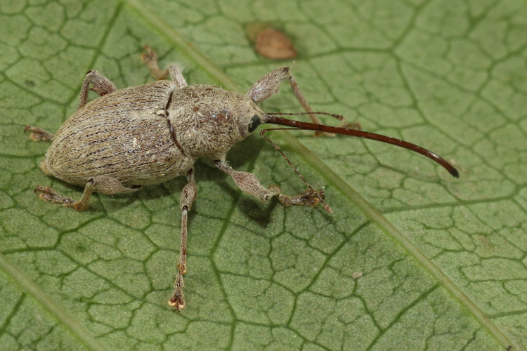 Curculio elephas: Bild 1
