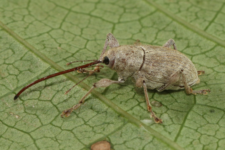 Curculio elephas: Bild 2