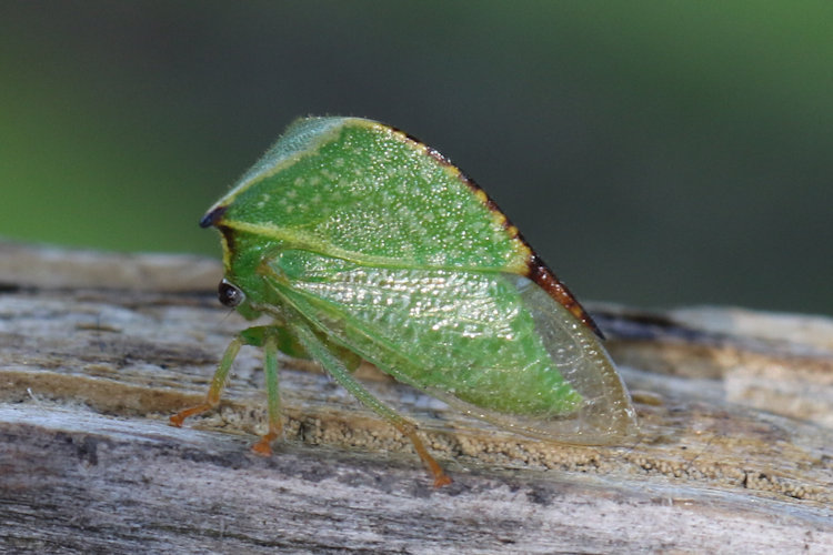 Stictocephala bisonia: Bild 1