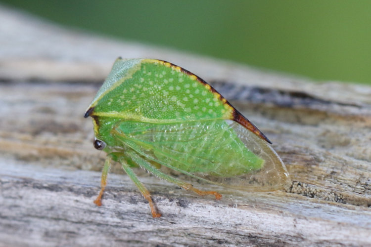 Stictocephala bisonia: Bild 2