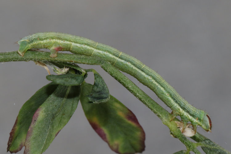 Isturgia arenacearia: Bild 15