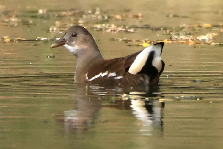 Gallinula chloropus: Bild 24