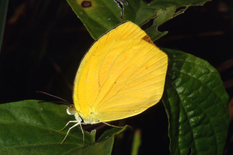 Eurema proterpia: Bild 1