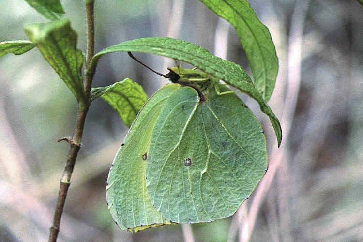 Gonepteryx palmae: Bild 3