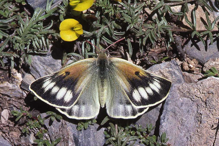 Colias christophi: Bild 1