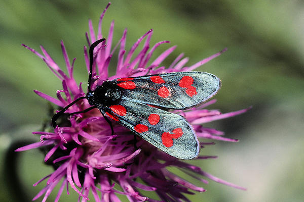 Zygaena angelicae: Bild 1