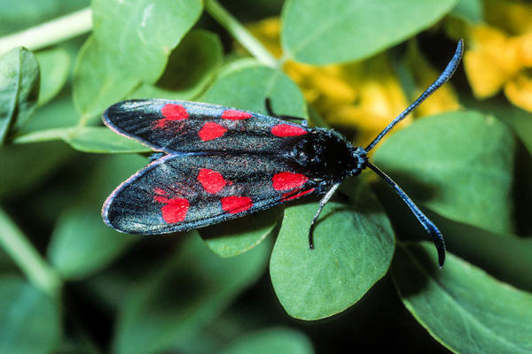 Zygaena angelicae: Bild 2